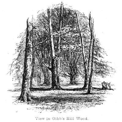 View in Gibbs Hill Wood by Walter Crane